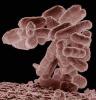 e_coli.jpg e_coli.jpg