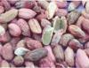 mycotoxins.jpg